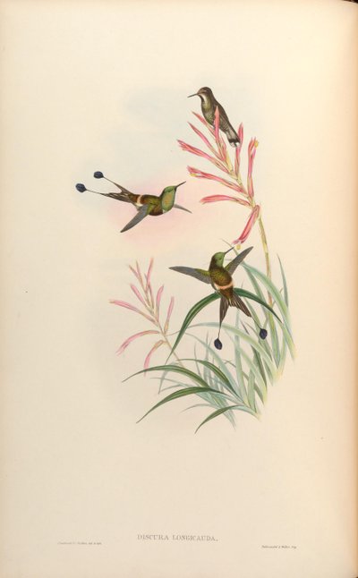 Discura longicauda = Discosura longicauda - John Gould